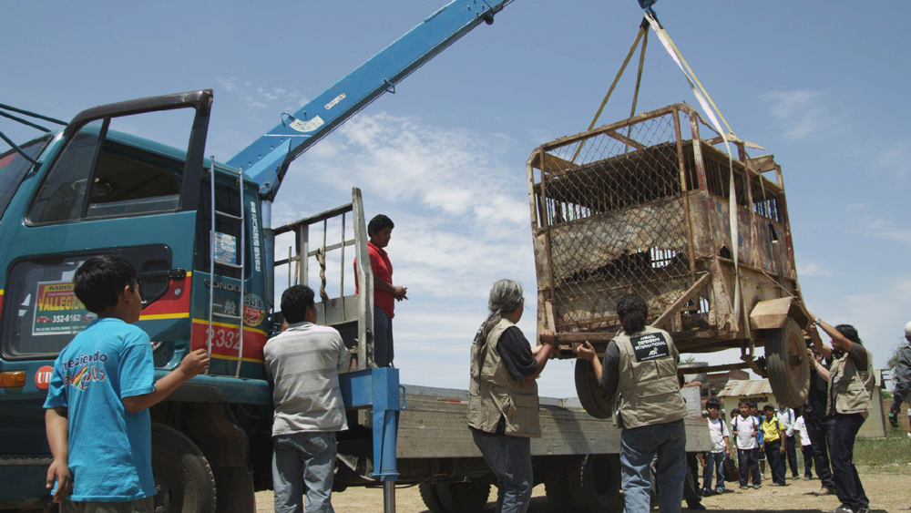1-Cage-lift-copy
