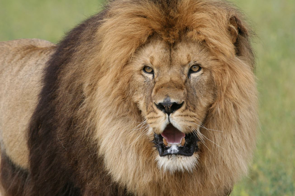 1-Lion_Ark_Bam_Bam_free