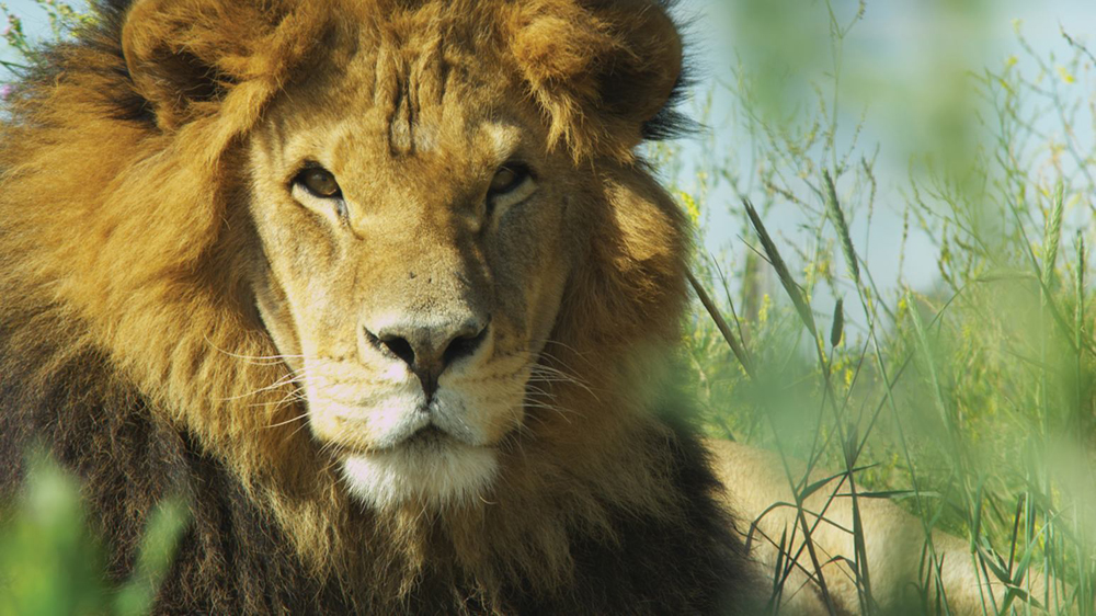 1-Lion_Ark_ColoColo_free