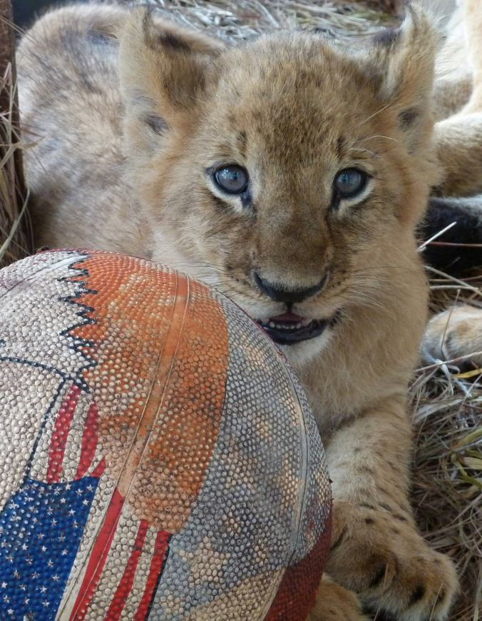 1-Lion_Ark_cub__ball